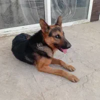 جهت جفت گیری باسگ ماده ژرمن