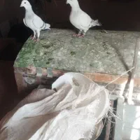 کفتر رنگی دورگ