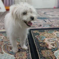 سگ پاکوتا شیتزو|سگ|تبریز, |دیوار