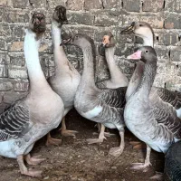 قوغاز و مرغ و خروس