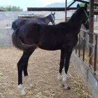 کره اسب ۶ماهه مشکی زیبا|اسب و تجهیزات اسب‌سواری|شیرگاه, |دیوار