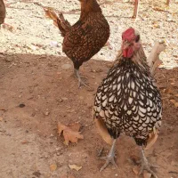 مرغ و خروس سیبرایت معاوضه با مرغ عشق