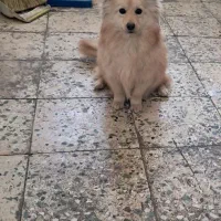 واگذاری اشپیتز روباهی شیطون و اشپیتز آروم