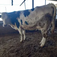 گاو|حیوانات مزرعه|سلطانیه, |دیوار