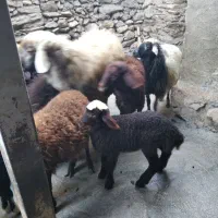 بران|حیوانات مزرعه|مریوان, |دیوار