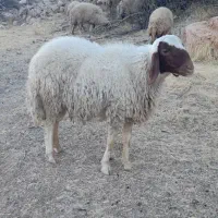 بره قوچ سنجابی