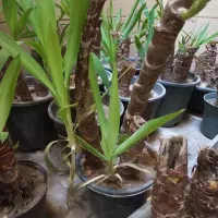 گل یوکا|گل و گیاه طبیعی|شادگان, |دیوار