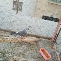 کفتر|پرنده|کرج, ملک‌آباد|دیوار