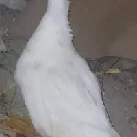 اردک