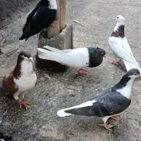 پرشی جفتگاه ساده کله طوقی