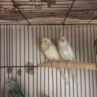 پرنده عشق