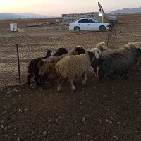 میش جوان|حیوانات مزرعه|حسن آباد, |دیوار