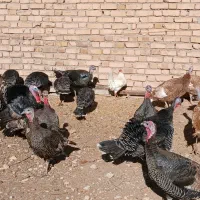 تعداد بوقلمون برنز اصیل وپنج عددبوربون چاق|حیوانات مزرعه|قیدار, |دیوار