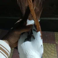 قرمزی|پرنده|اردبیل, |دیوار