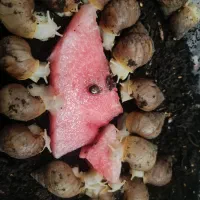 حلزون اچاتینا البینو تخم گذار