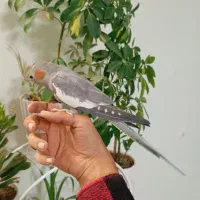 عروس هلندی ماده دستی مست|پرنده|اسلام‌شهر, شهرک سعیدیه|دیوار