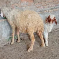 مطفل با بره نر