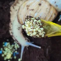 خاویار حلزون|خزنده|قم, ولیعصر|دیوار