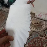 طوقی نر|پرنده|اسفراین, |دیوار