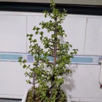 گل خرفه ای