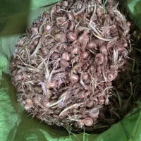 پیاز زعفران پاک شده فروشی