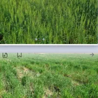 کود هیومیک اسید کرووا طلای سیاه کشاورزان