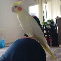 عروس هلندی فول دستی رام