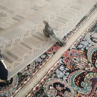 عروس هلندی نر ده ماهه حرف زن