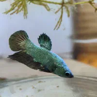 ماهی فایتر  هامون و پلاکت (نر و ماده)|ماهی|تهران, شکیبا|دیوار