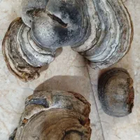 قارچ گانودرما|خوردنی و آشامیدنی|تهران, شهرک گلها (تهرانسر)|دیوار