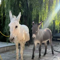 خر ماده مادر و دختر|حیوانات مزرعه|احمدآبادمستوفی, |دیوار