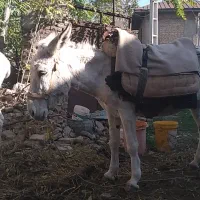 مادیان والاغ گوسفندی|اسب و تجهیزات اسبسواری|فاضل آباد, |دیوار