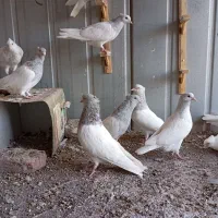 کبوتر فروشی|پرنده|بم, |دیوار