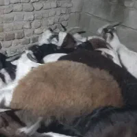 بز نر ماده|حیوانات مزرعه|خان ببین, |دیوار