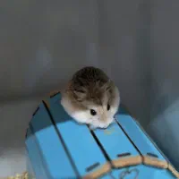 تخفیف ویژه روبروفسکی|موش و خرگوش|تهران, مینی‌سیتی (شهرک نفت)|دیوار