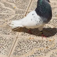 کبوتر کله سبز/موتور کلیک۱۵۰ مدل ۴۰۲