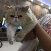 گربه پرشین سوپر فلت