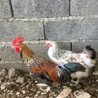 خروس فونیکس|حیوانات مزرعه|کیلان, |دیوار