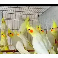 عروس هلندی لوتینو بیک سایز