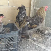 مرغ وخروس برهما جوجه5ماه برهما|حیوانات مزرعه|کرمان, |دیوار