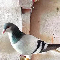 چپ سبز|پرنده|شیراز, شهرک بهار|دیوار