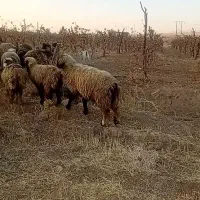 فروشی|حیوانات مزرعه|میمند, |دیوار