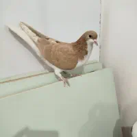 جفت ساده|پرنده|سبزوار, امیر کبیر|دیوار