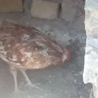 خروس گلین|حیوانات مزرعه|قم, ولیعصر|دیوار