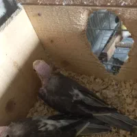 جفت راهب لوتینو جوان حلقه پا چهل وپنج میلیون|پرنده|لاهیجان, گلستان|دیوار