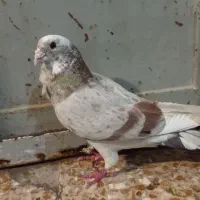 یک جفت سینه ی درجه یک