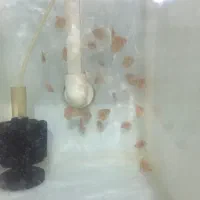 جوجه دیسکس|ماهی|رشت, حمیدیان|دیوار