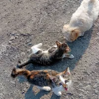 واگذار گربه برای خانواده|گربه|لوندویل, |دیوار