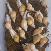 پرورش حلزون