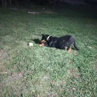 واگذاری‌سگ‌دوبرمن|سگ|سنگر, |دیوار